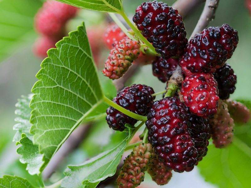Шелковица купить саженцы из питомнике в Лениногорске