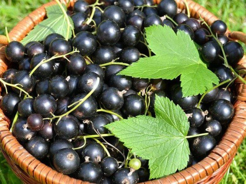 Смородина купить саженцы из питомника в Лениногорске