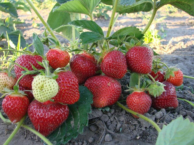 Клубника купить саженцы из питомника в Лениногорске