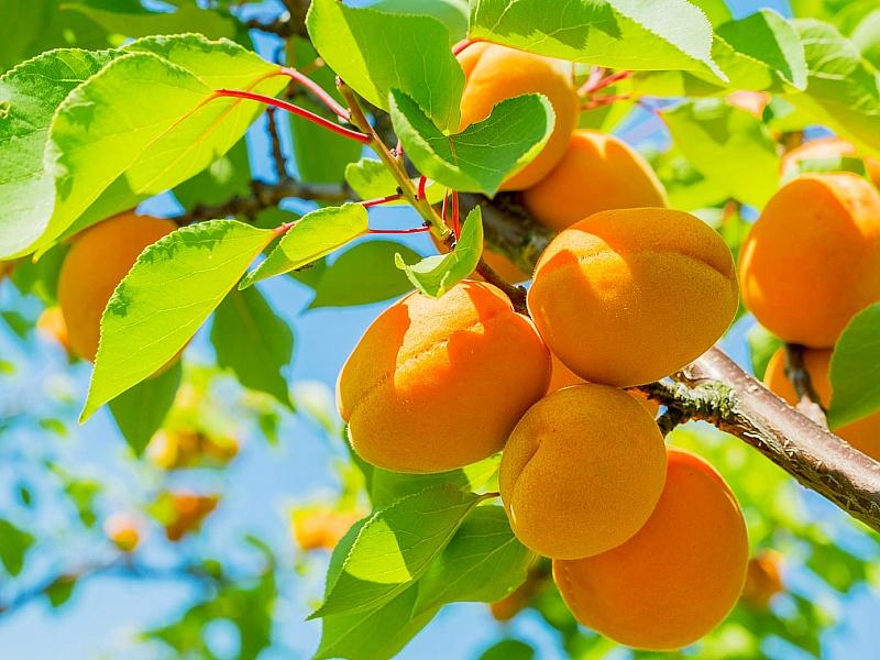 Абрикос купить саженцы из питомнике в Лениногорске
