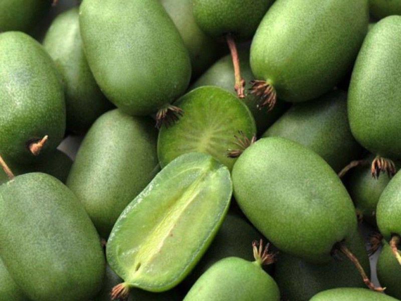 Актинидия купить саженцы из питомнике в Лениногорске