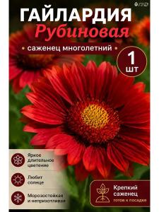 Гайлардия Рубиновая многолетняя саженец 1 шт